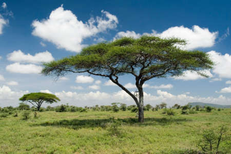 vegetation-savanne-afrika